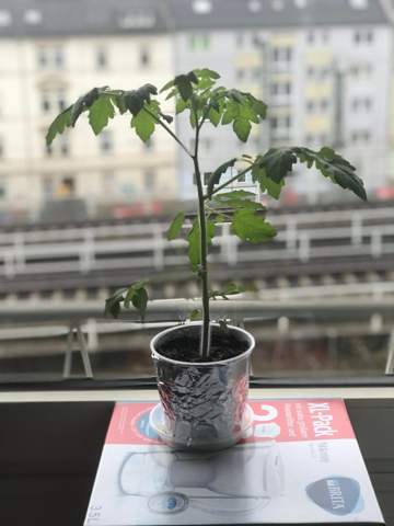 Tomatenpflanze jetzt schon umtopfen (Siehe Bild)?