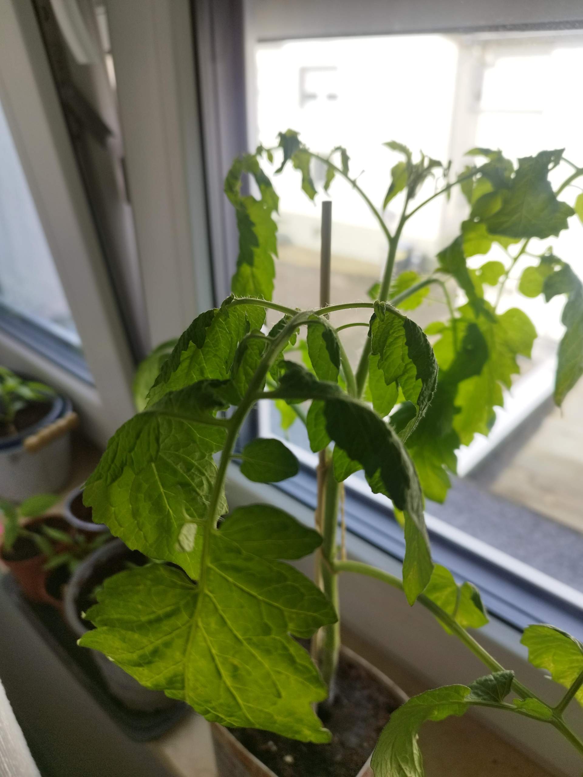 Tomatenpflanze lässt blätter hängen? (Blumen, Pflanzenpflege, Schädlinge)