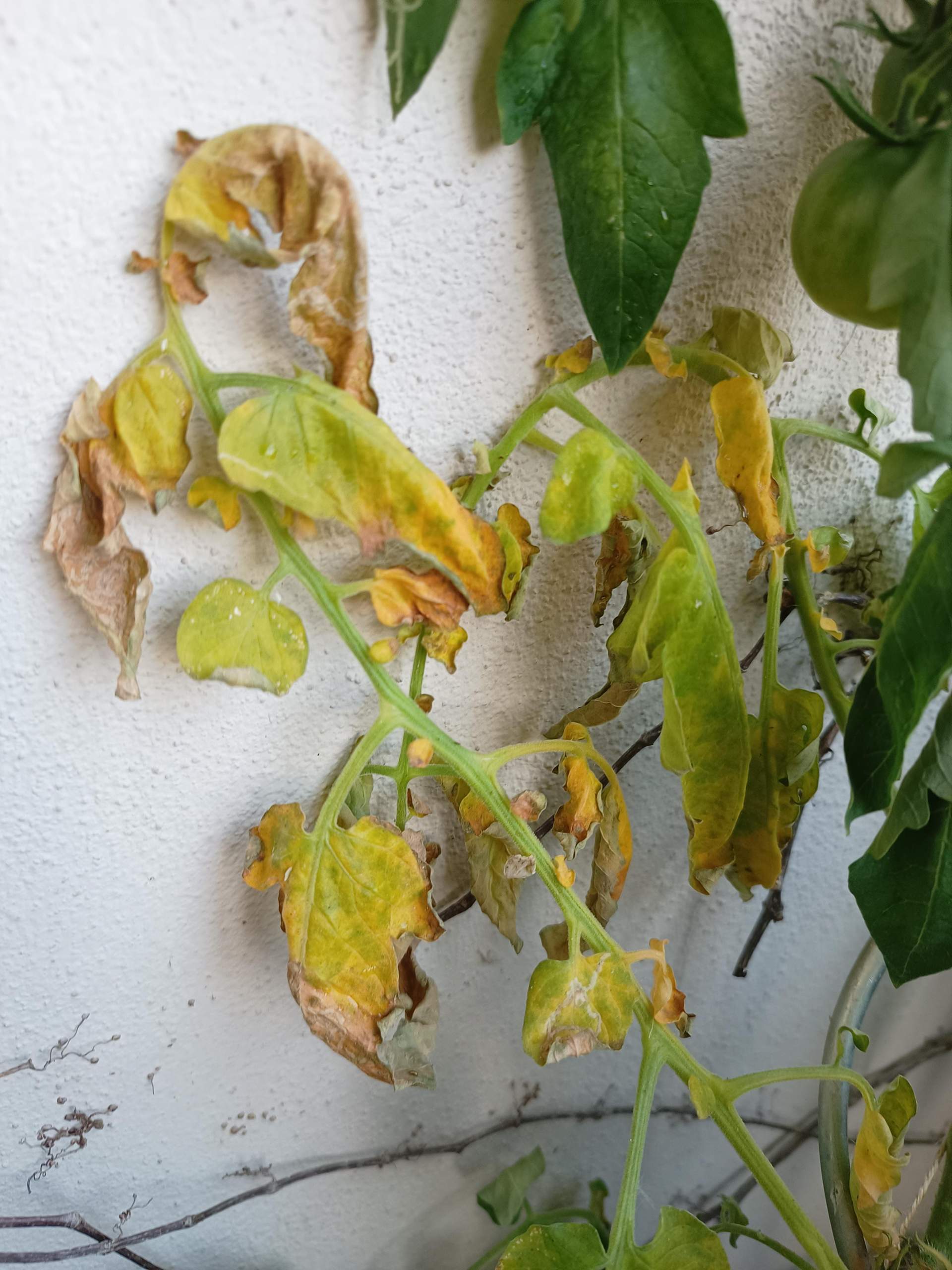 Tomatenpflanze mit hängenden und gelben Blättern was tun