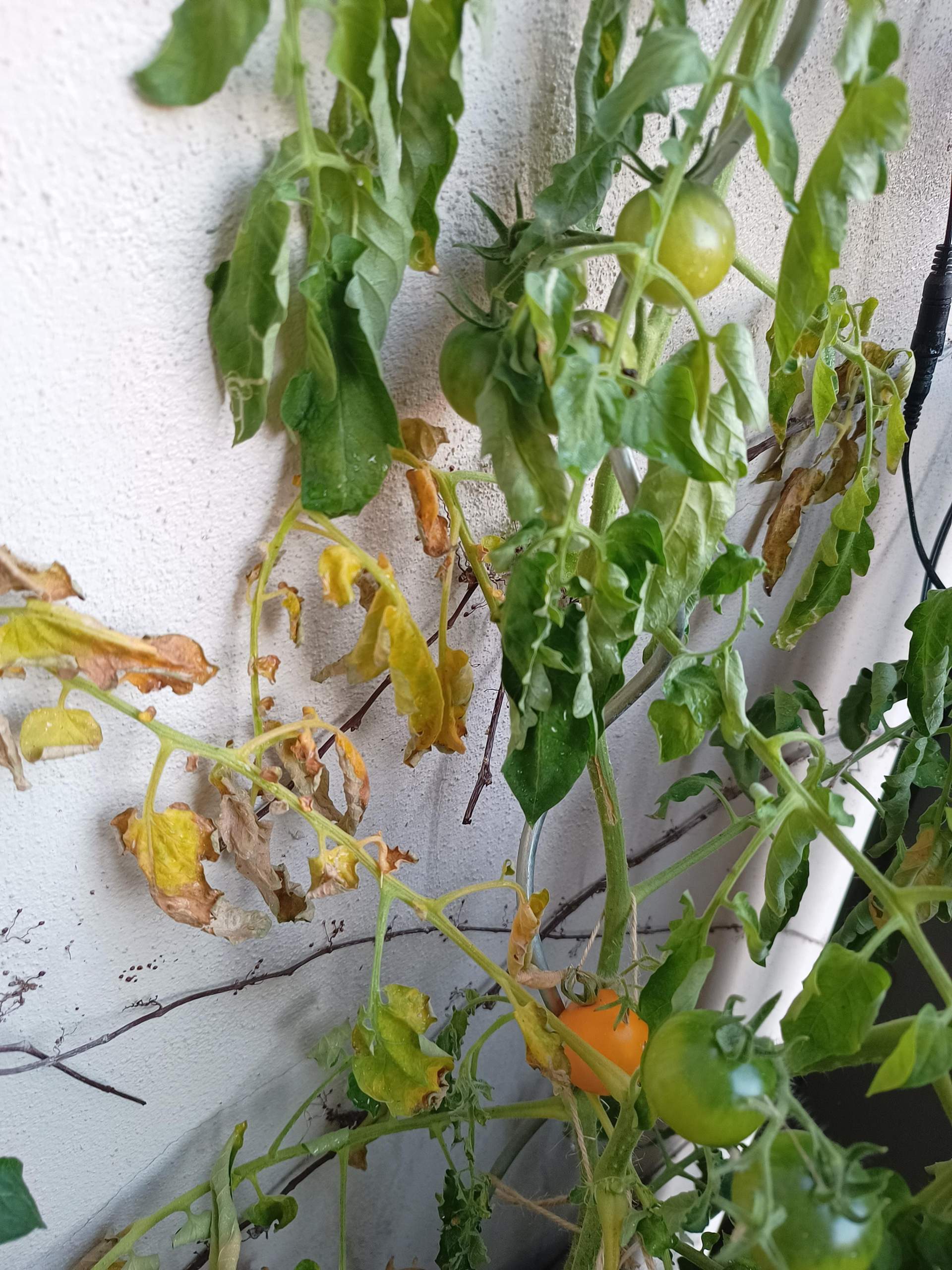 Tomatenpflanze mit hängenden und gelben Blättern was tun