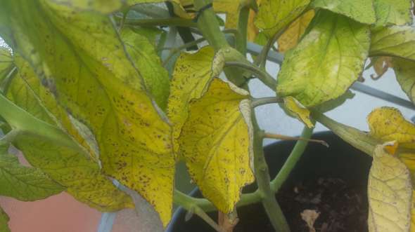 Tomatenpflanzen Blatter Haben Schwarze Flecken Pflanzen Garten Landwirtschaft