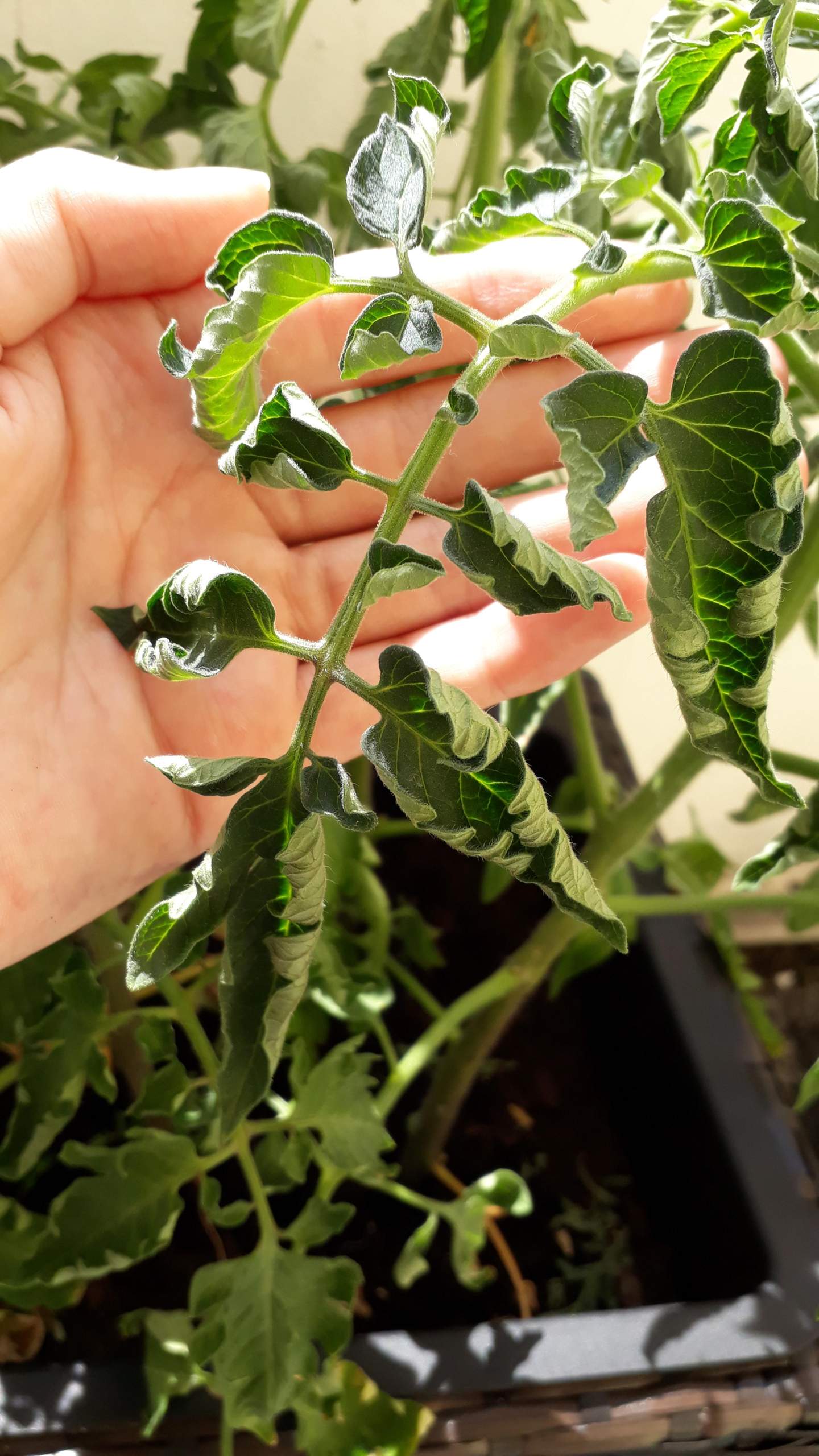 Tomatenpflanzen geht es nicht gut? (Pflanzen, Garten, Tomaten)