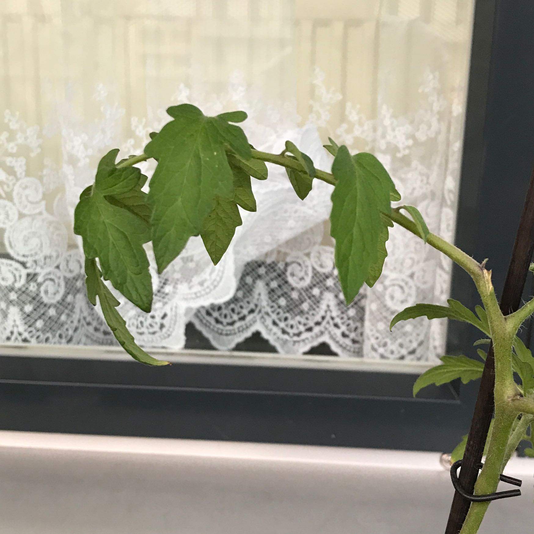 Tomatensorte? Und warum rollen sich die Blätter ein? (Pflanzen, Tomaten)