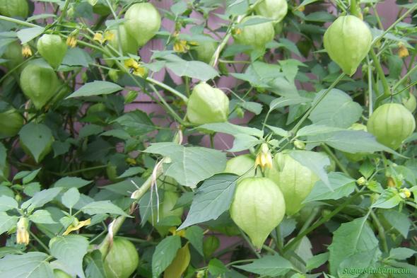 Unreife Tomatillos an der Pflanze - (Pflanzen, Garten)