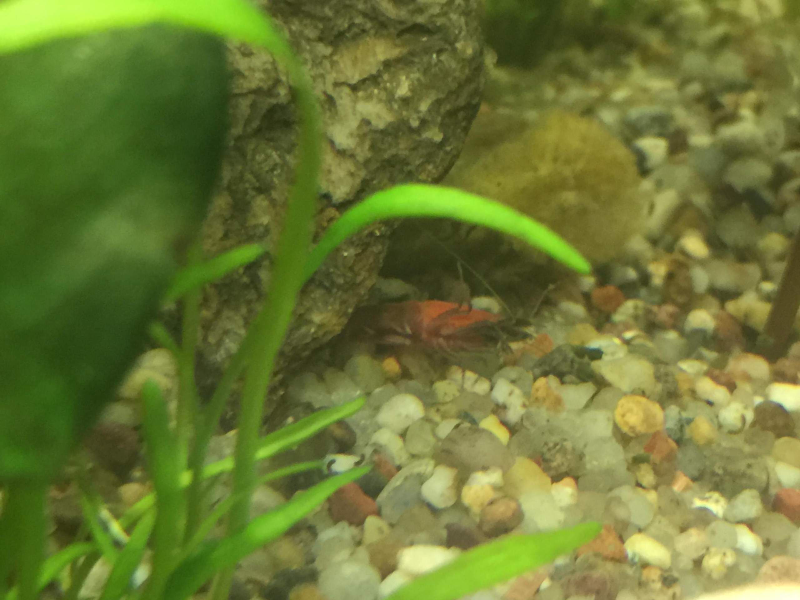 Tote Garnele oder Haut? (Aquaristik, Garnelen)