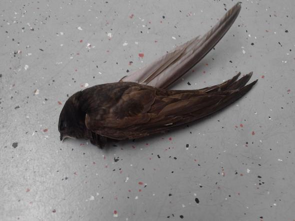 Bild 1 - Linke Seite des toten Vogels - (Vögel, tot)