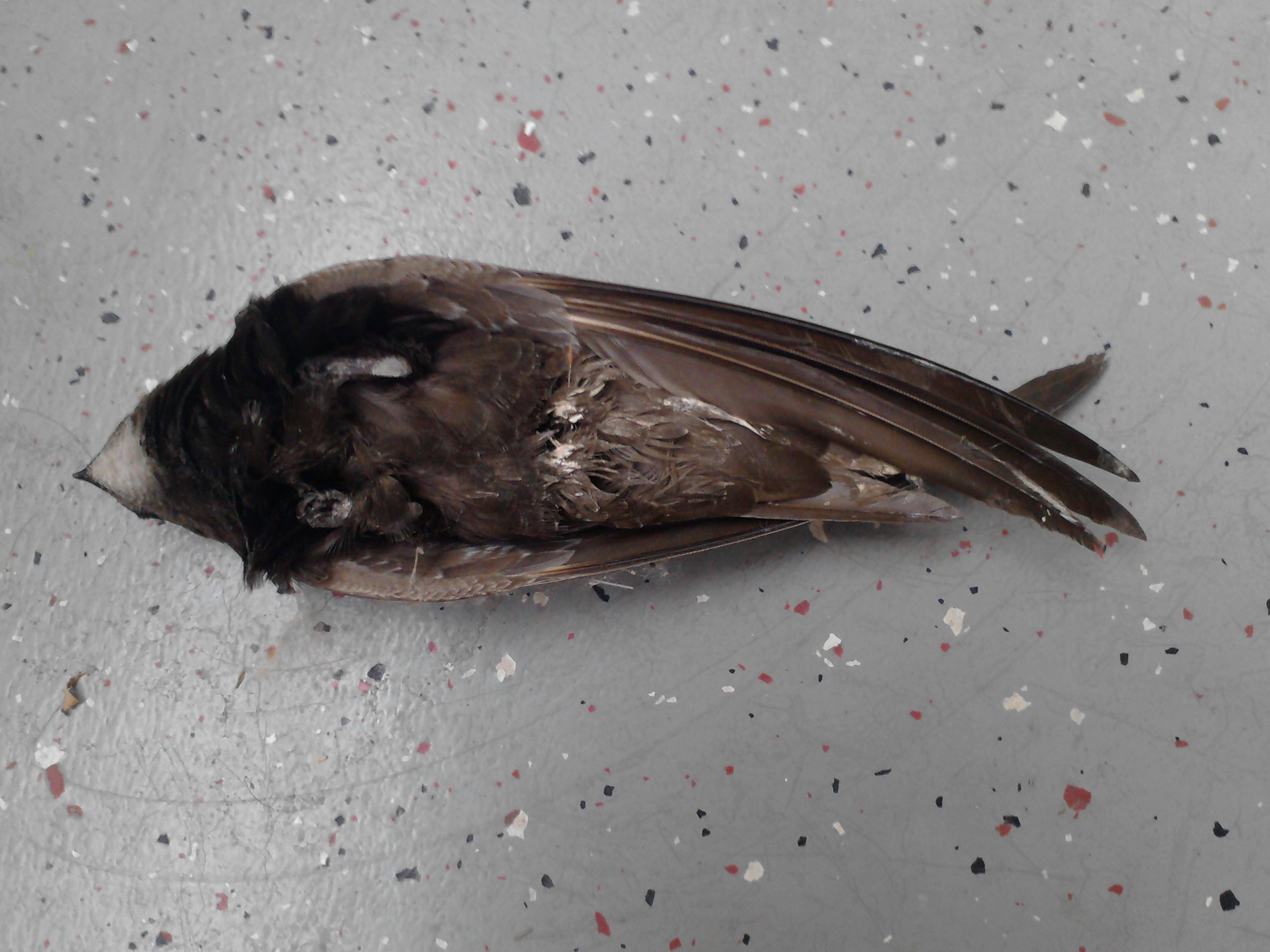 Tote Tiere auf dem eigenen Balkon (Vögel, tot)