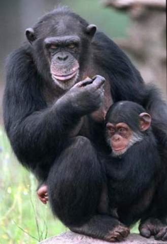 Toten Schimpansenmänner oft fremden Nachwuchs?