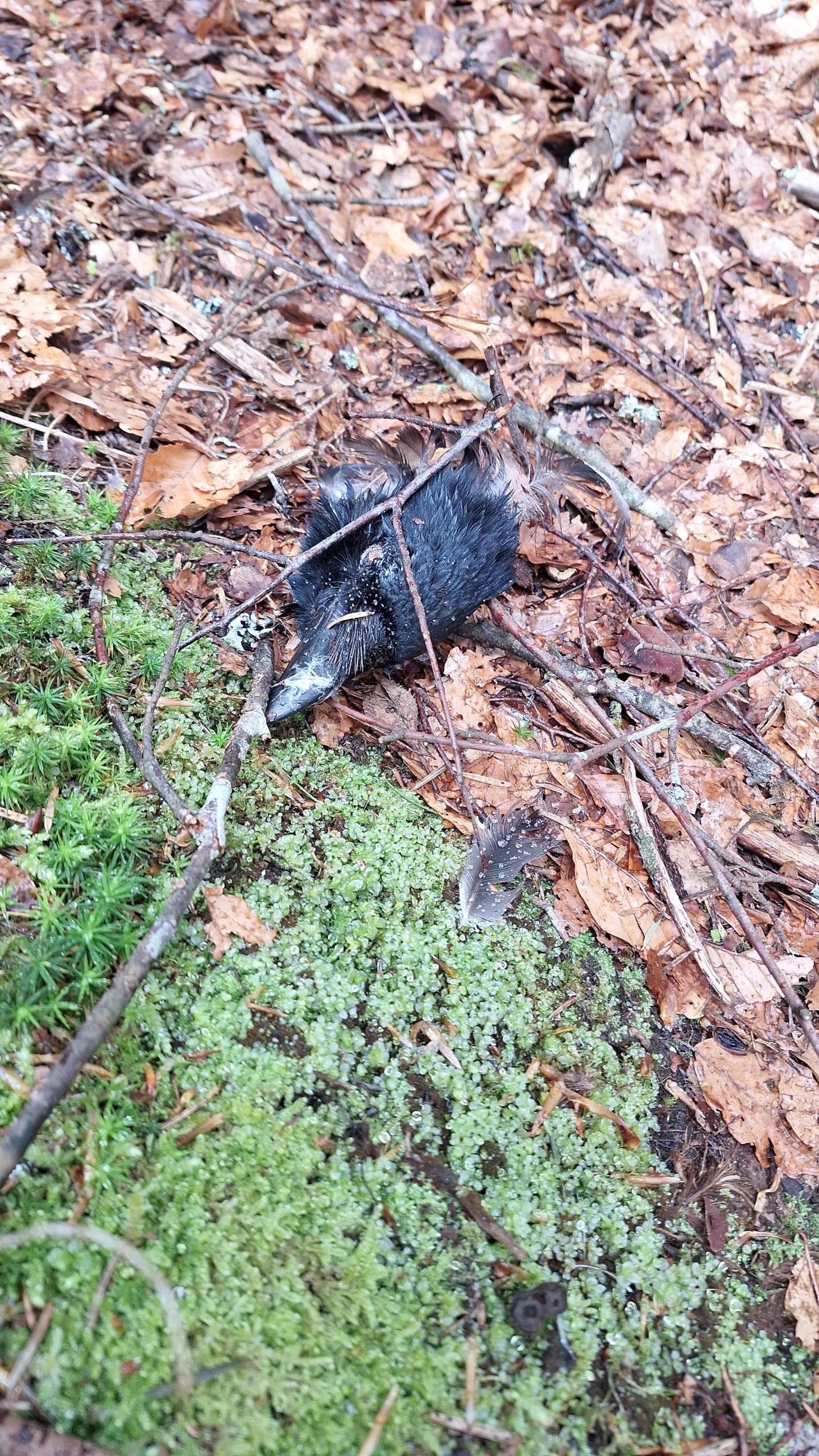 Toter Rabe im Wald? (Biologie, Natur, Vogelart)
