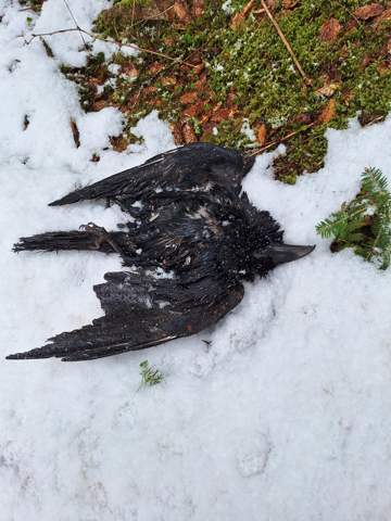Toter Rabe im Wald? (Biologie, Natur, Vogelart)