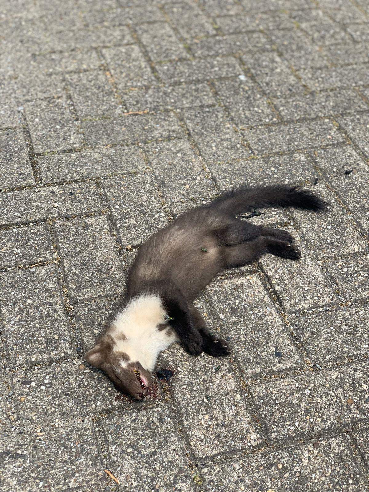 Totes Tier? (Tiere, Tod, tot)
