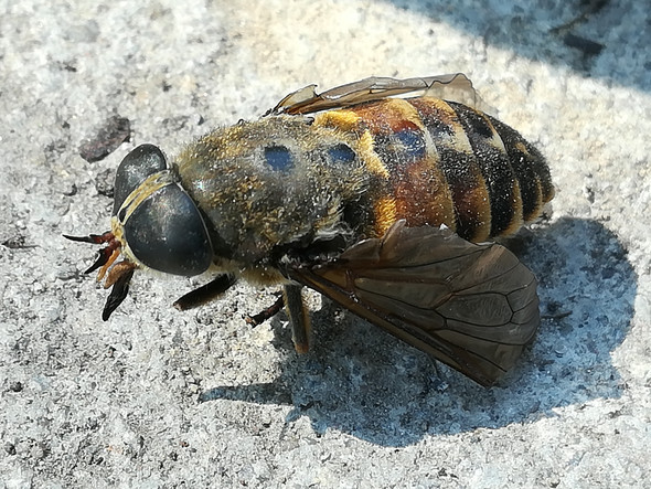 Totes Tier Im Garten Tiere Insekten Bienen