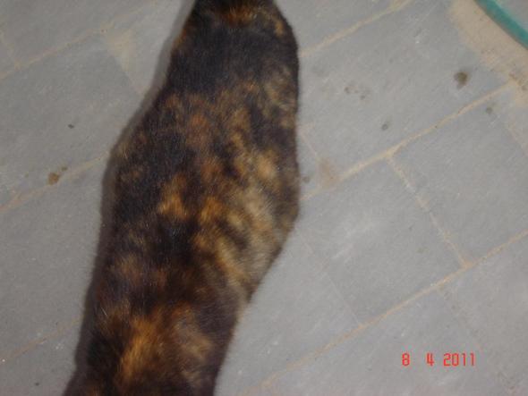 Trachtigkeit Katze 8 Monate Dicker Bauch Wann Wird Es Soweit