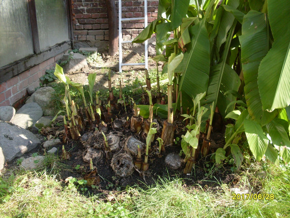 Bananenstaude1 - (Früchte, Gewächshaus, Bananenpflanze)