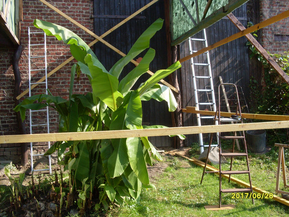 Bananenstaude - (Früchte, Gewächshaus, Bananenpflanze)