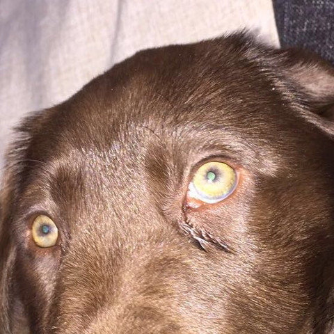 tranende augen beim welpen krankheit hund tranen