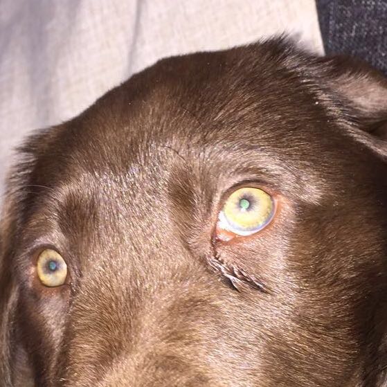 Tränende Augen beim welpen? (Krankheit, Hund, Tränen)