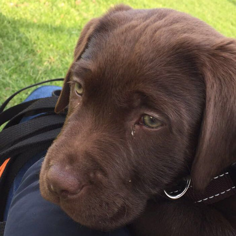 Tranende Augen Beim Welpen Krankheit Hund Tranen