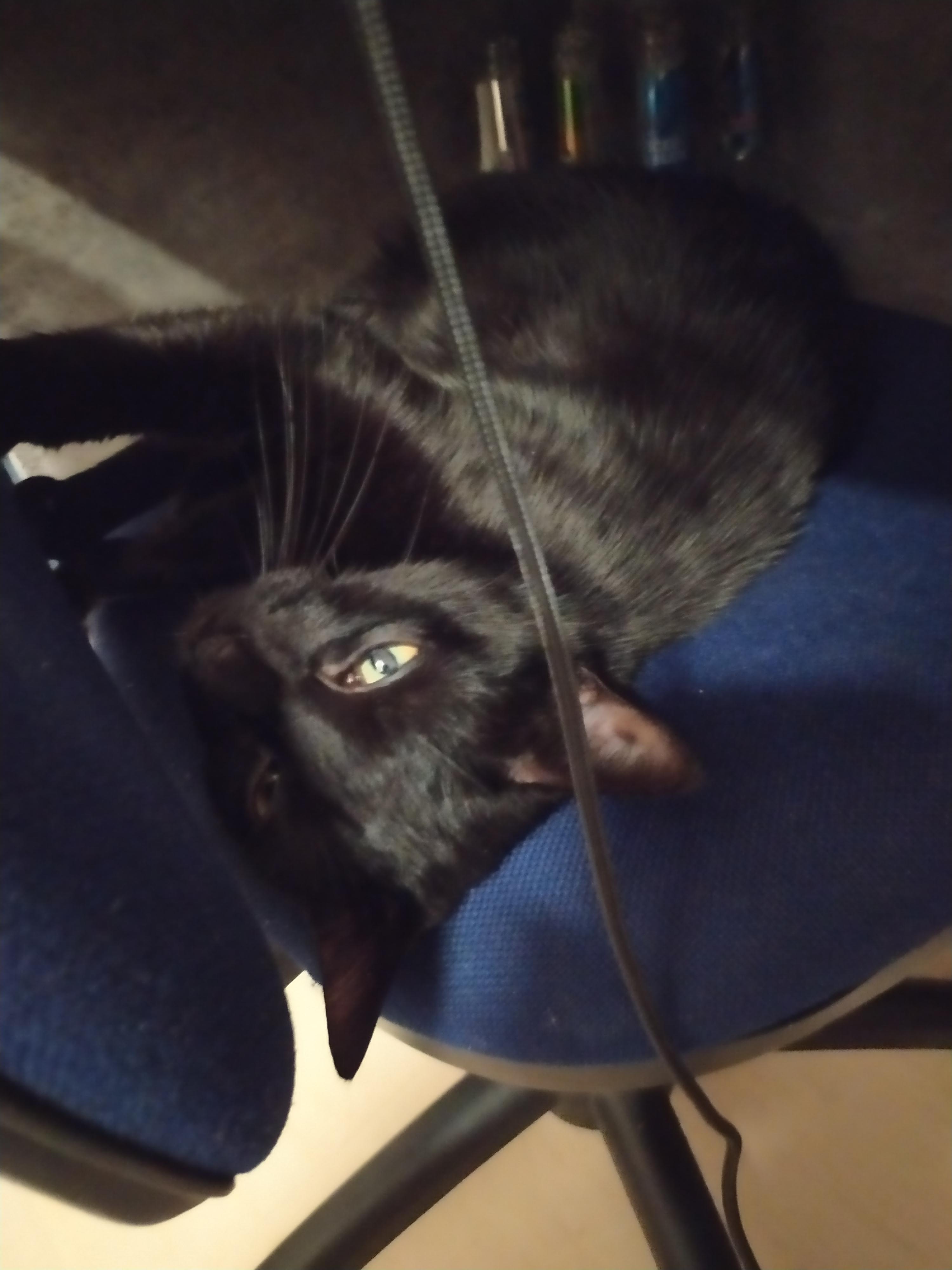 traumende katze katzen schlaf traume