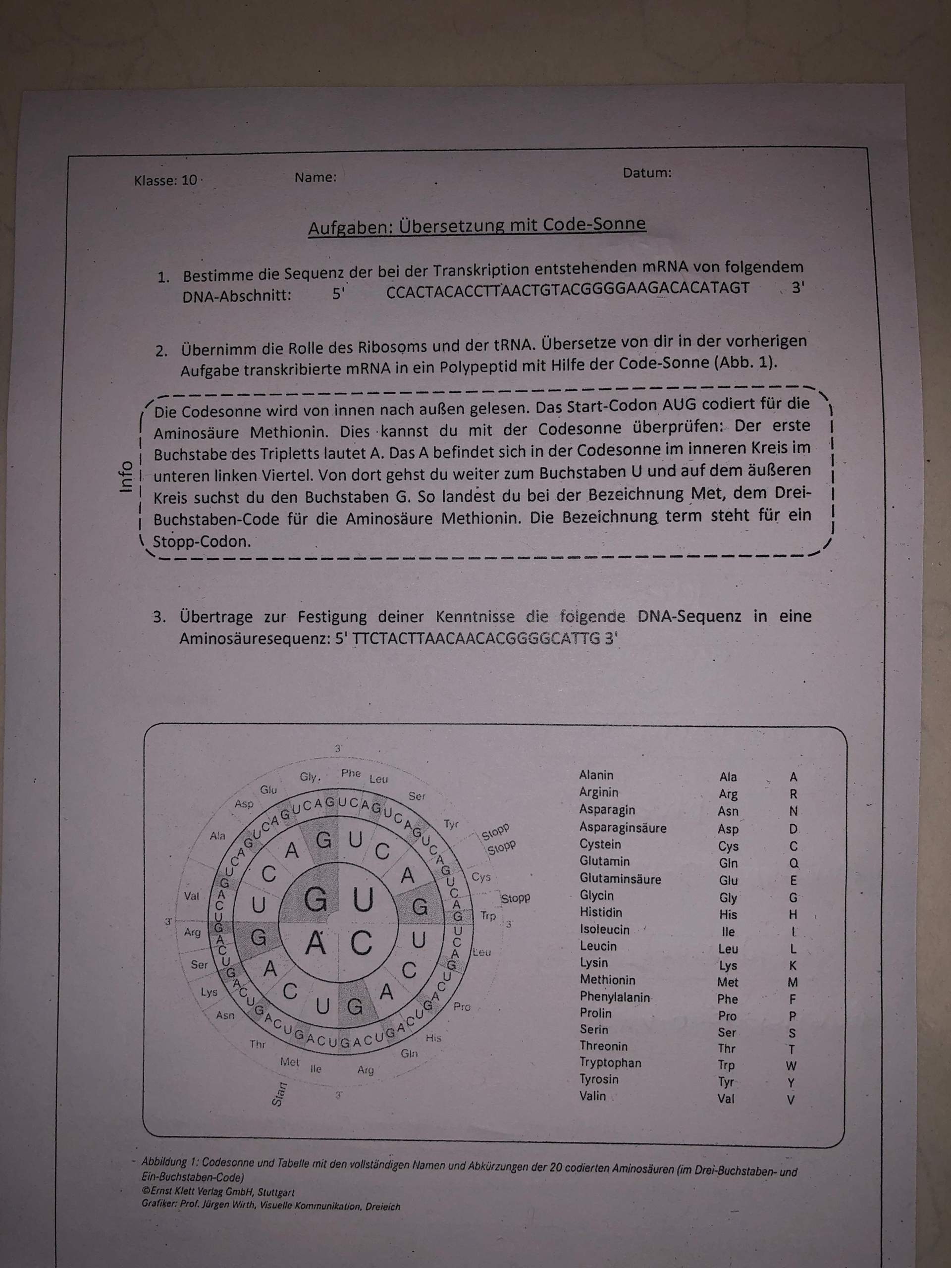 Transkription und Translation? (Biologie, Bio, Genetik)