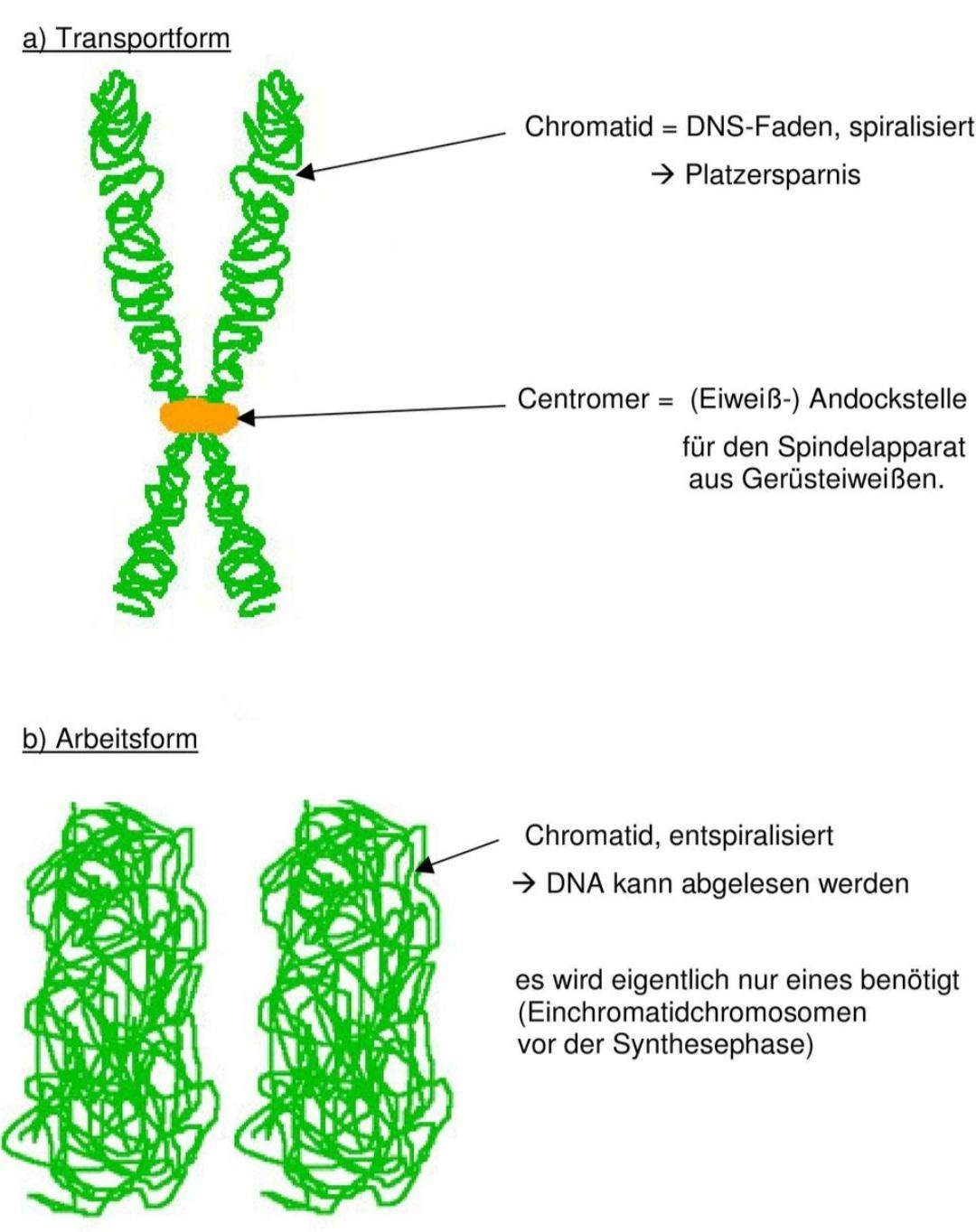 Transport und Arbeitsform? (Biologie, Gene)