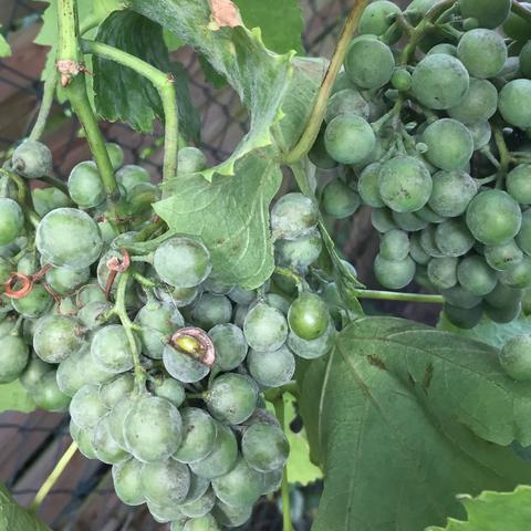 Mehltau trauben Mehltau trauben