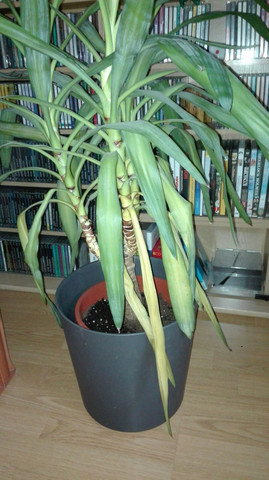 Yucca - (Pflege, Pflanzen, umtopfen)