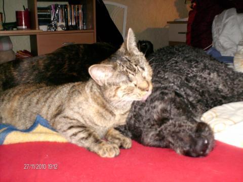 - (Katze, Trauer)