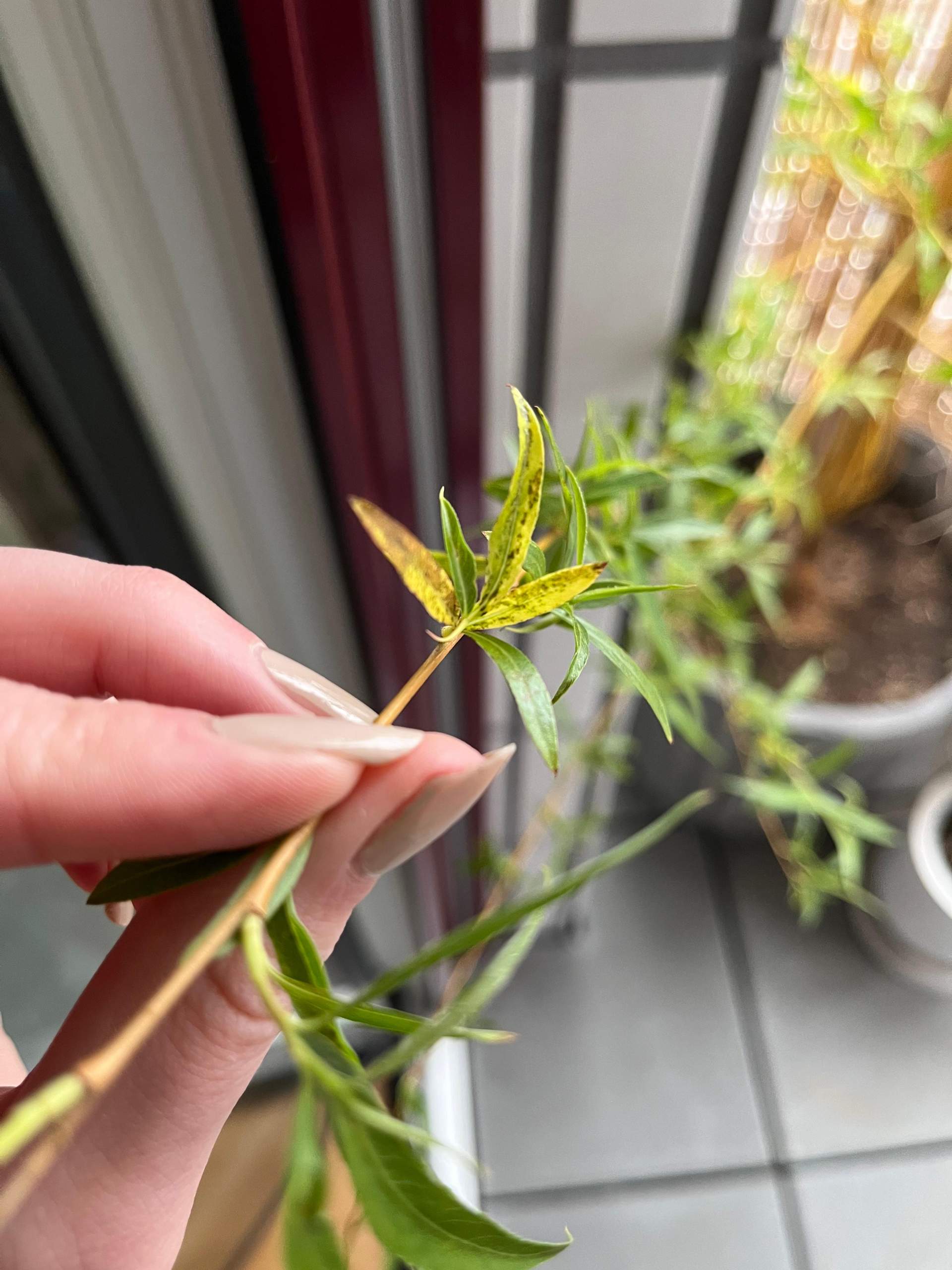 Wo Kriegt Man Gelbe Säcke Trauerweide gelbe Blätter Frühjahr? (Weide)