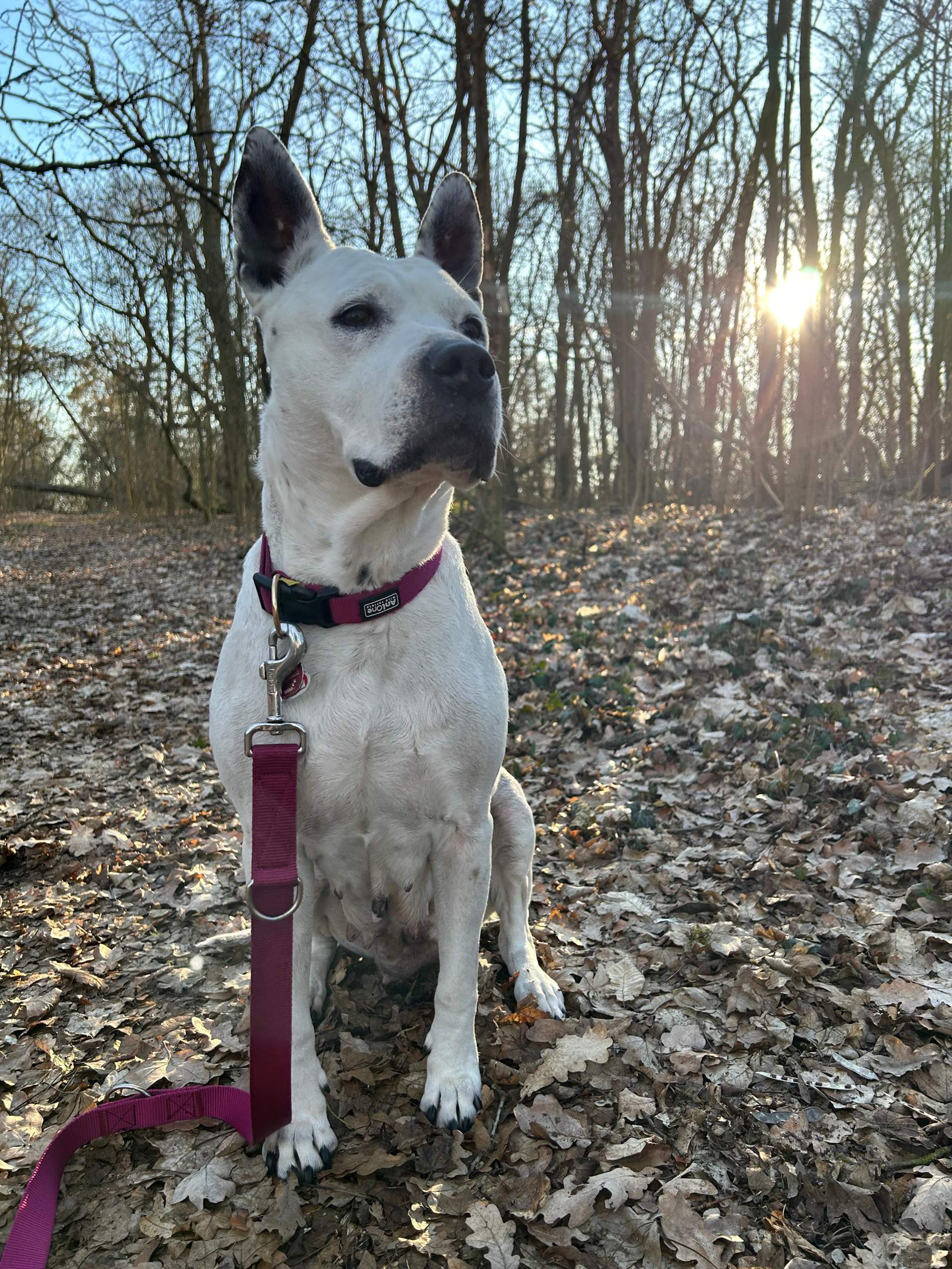 Treppen steigen nach Kastration Hündin? (Gesundheit, Hund, Tierarzt)