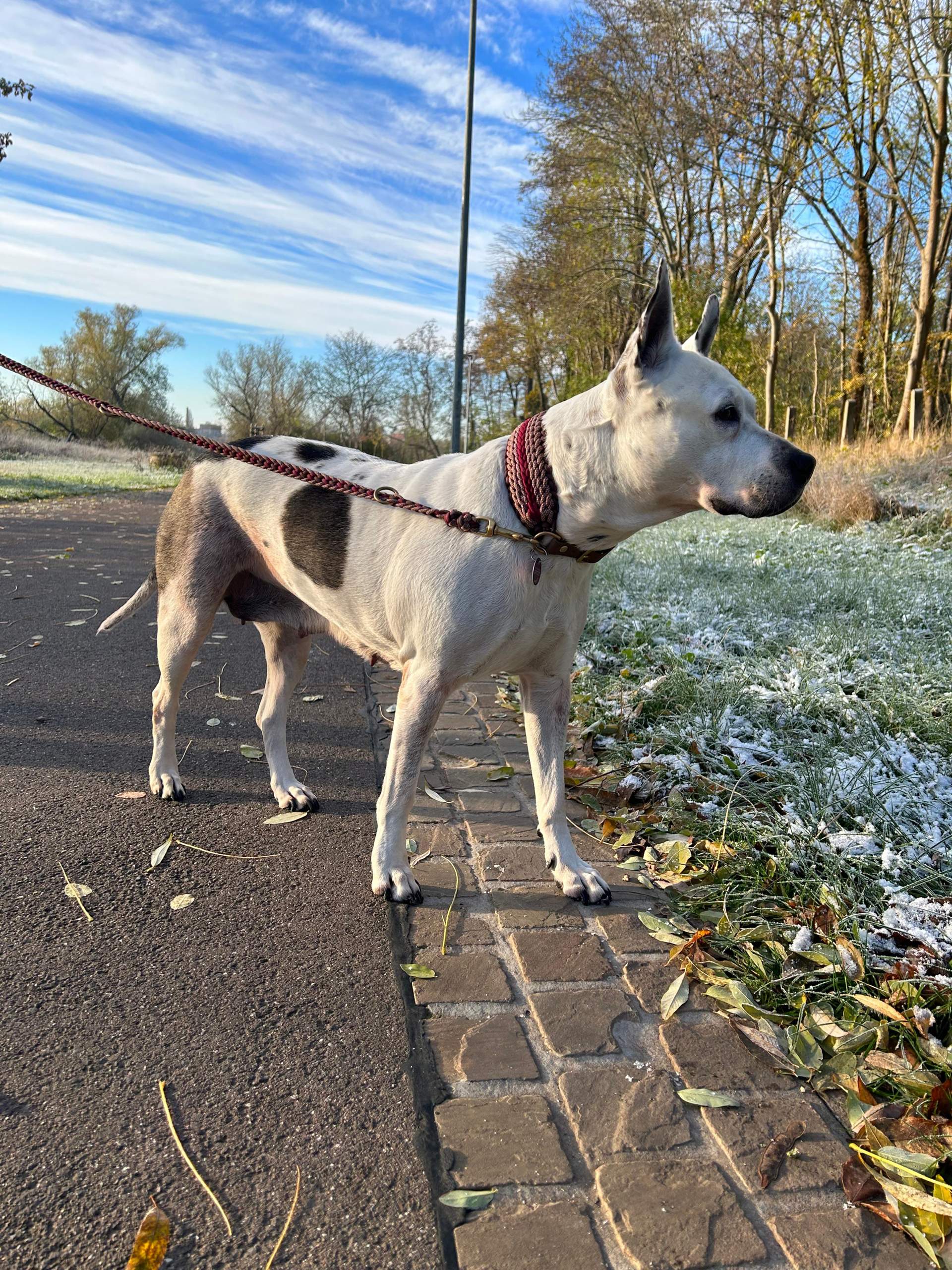 Treppen steigen nach Kastration Hündin? (Gesundheit, Hund, Tierarzt)