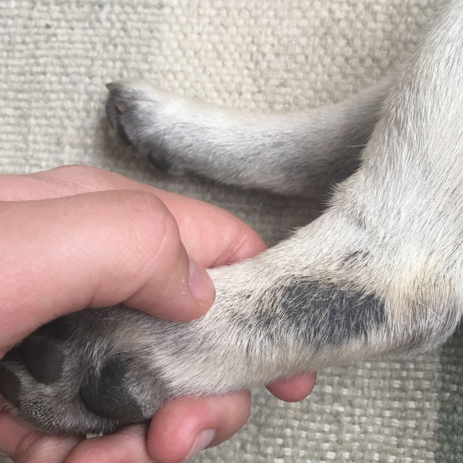 wie viele haare hat ein hund