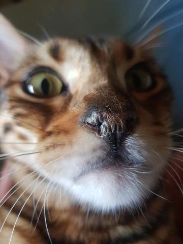Trockene Katzennase Tiere Katze Kater Trockene Katzennase Tiere Katze Kater