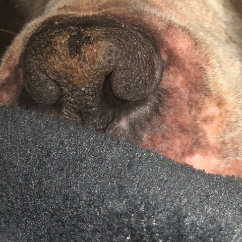 Trockene Und Sprode Hundenase Gesundheit Und Medizin Tiere Medizin Trockene Und Sprode Hundenase Gesundheit Und Medizin Tiere Medizin