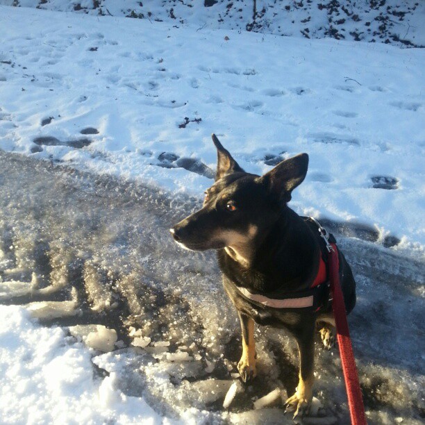 Trübe augen hund (trüb)