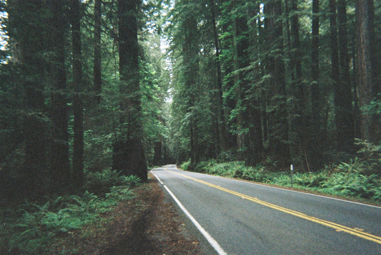 Tumblr Themes Free Forest | tumblr bilder effekt f 252 r wald photoshop bilder bearbeiten Tumblr Themes Free Forest | tumblr bilder effekt f 252 r wald photoshop bilder bearbeiten