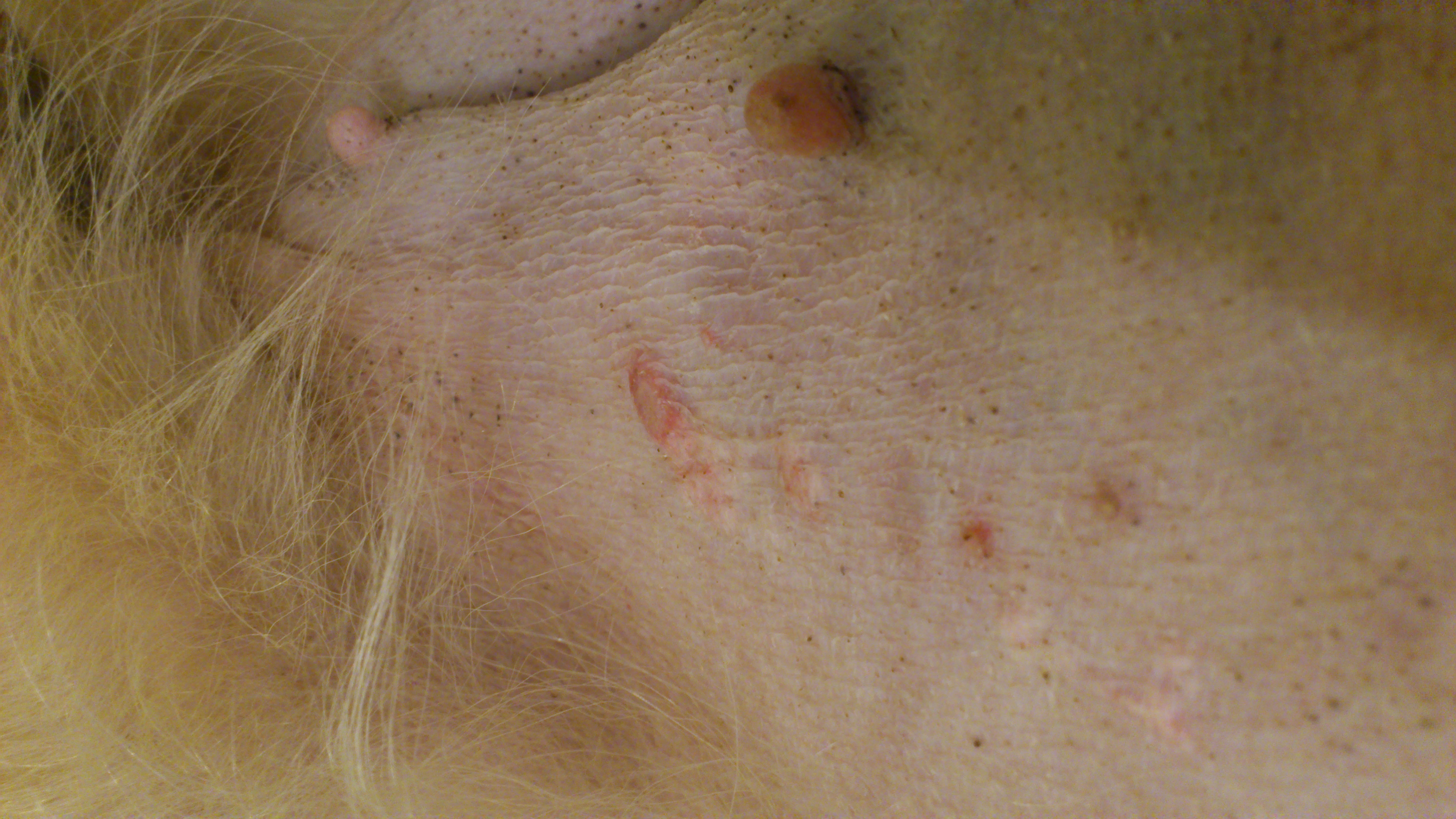 Tumor beim Hund / Hautprobleme