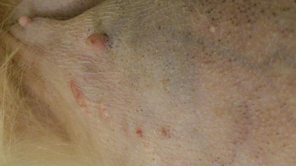 Tumor beim Hund / Hautprobleme
