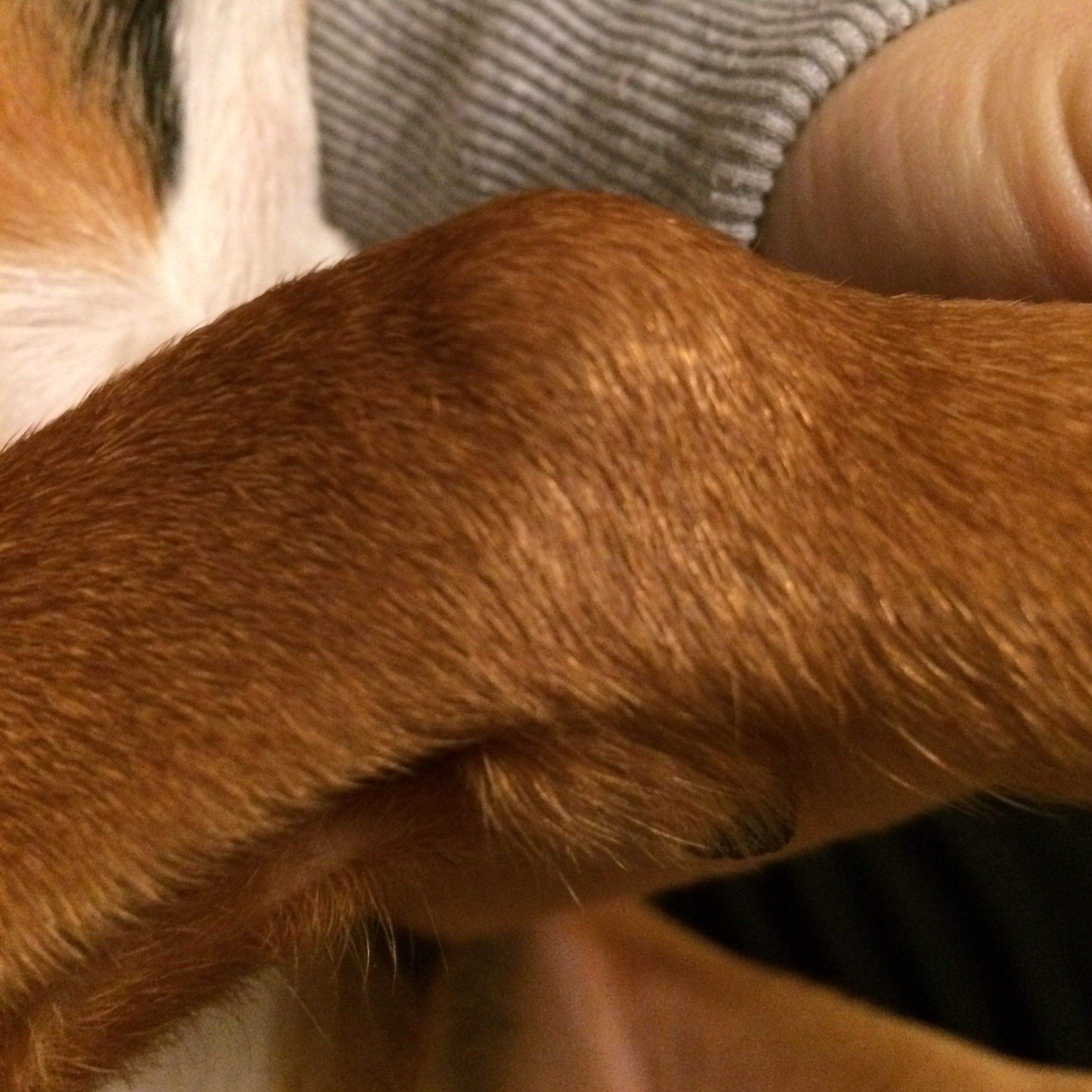 Tumor beim Hund? (Beule, weich)
