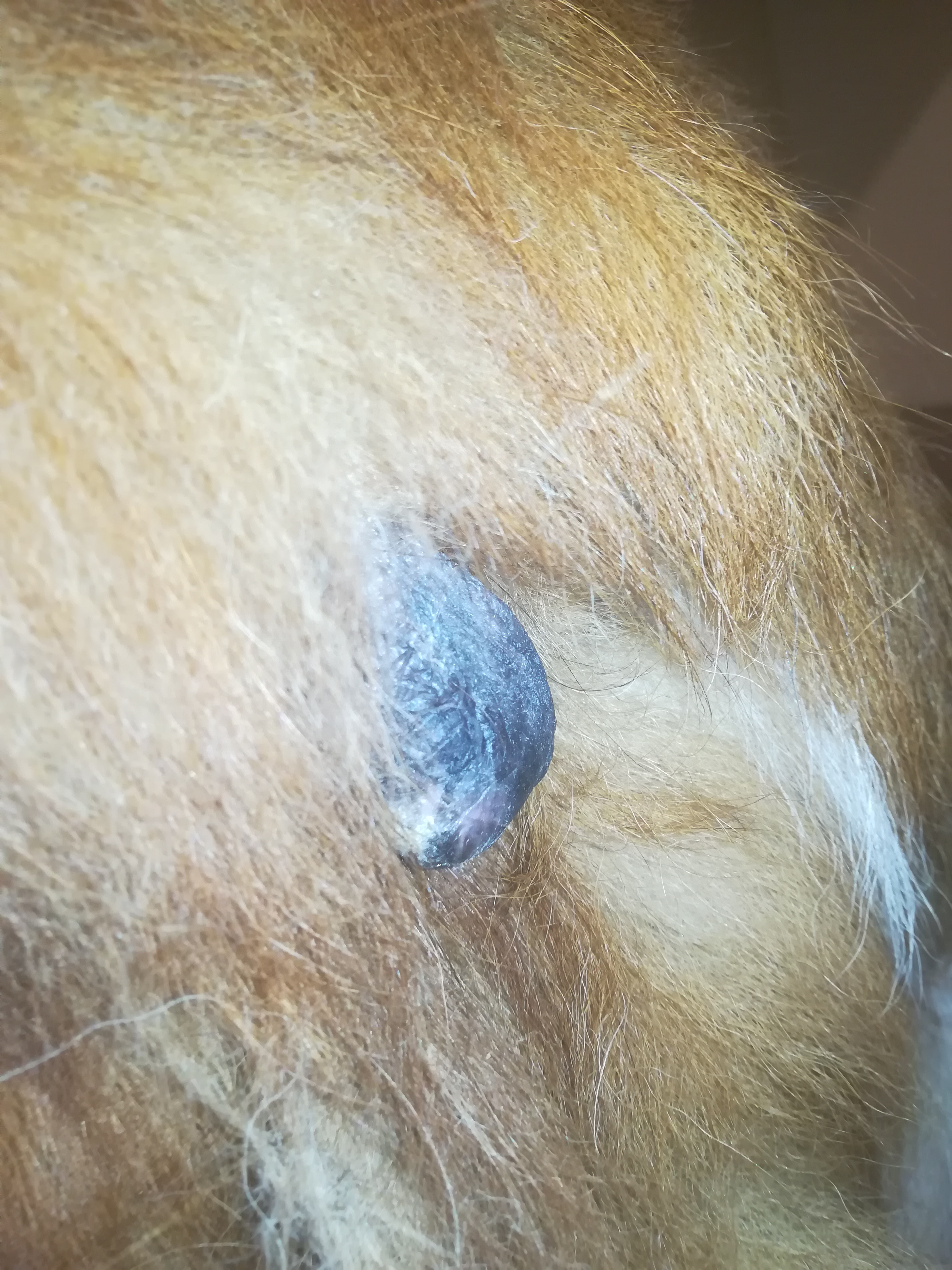 Tumor (Hund)? (Tiere, Krankheit, Krebs)