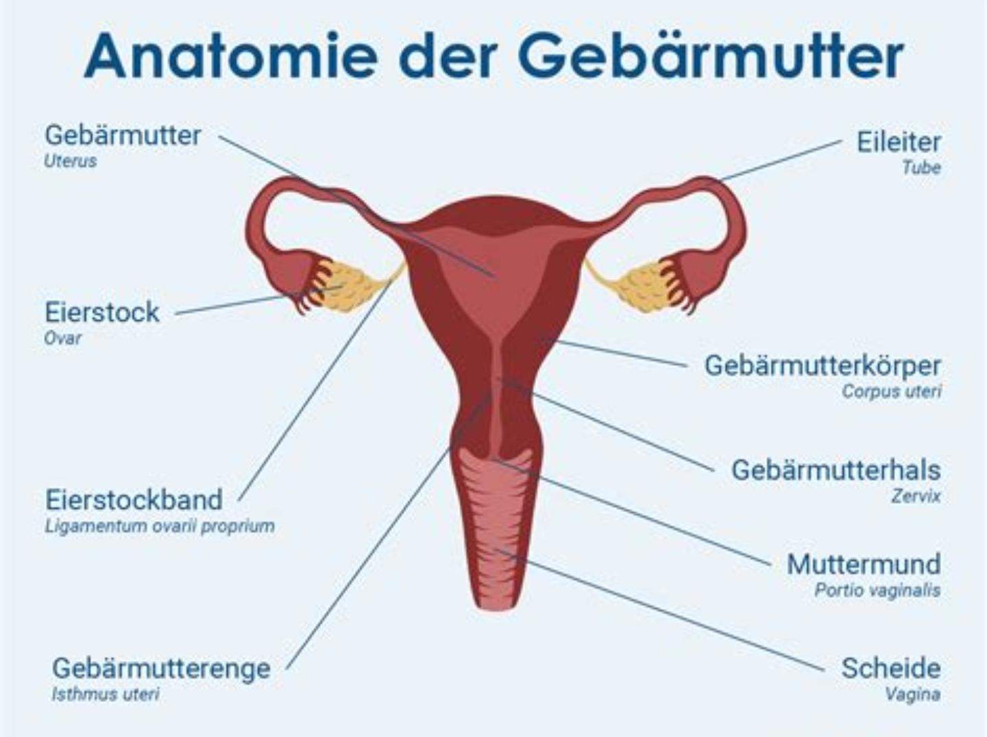 Tut es weh, wenn der Penis an den Muttermund stößt? (Mädchen, Frauen ...