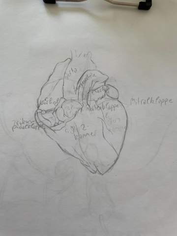 TW: Outline eines realistischen Herzens?