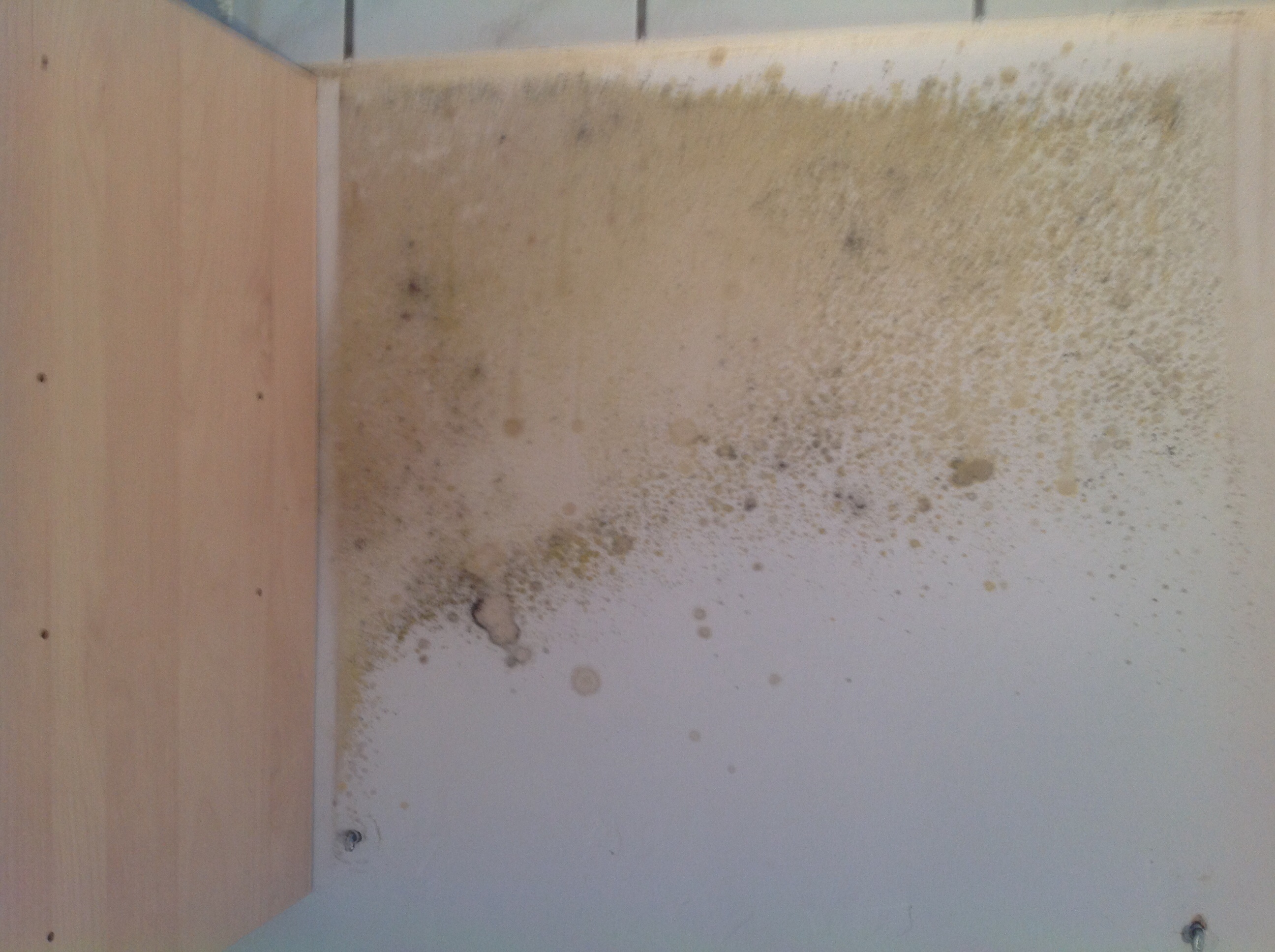 Übelste Schimmel, schnell aus der Wohnung? (Gesundheit, Krankheit, krank)