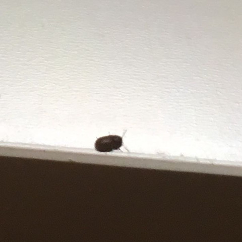 Käfer - (Käfer, Ungeziefer, Plage)