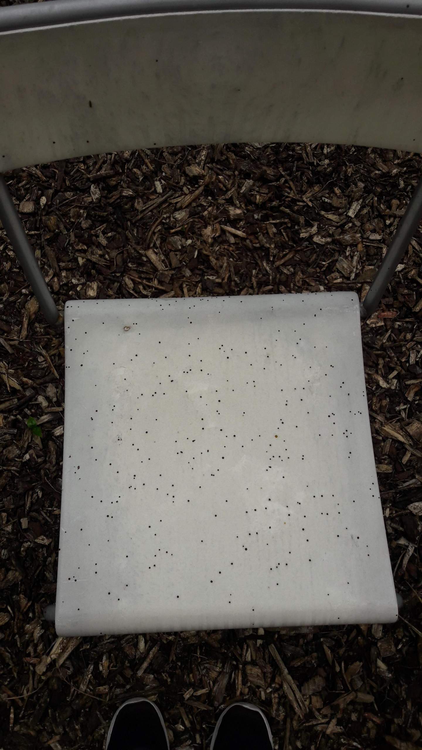 Überall kleine schwarze Punkte? (Garten, Insekten, Baum)