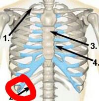 Uberbein An Den Rippen Oder Was Ist Das Krank Verletzung Knochen Uberbein An Den Rippen Oder Was Ist Das Krank Verletzung Knochen