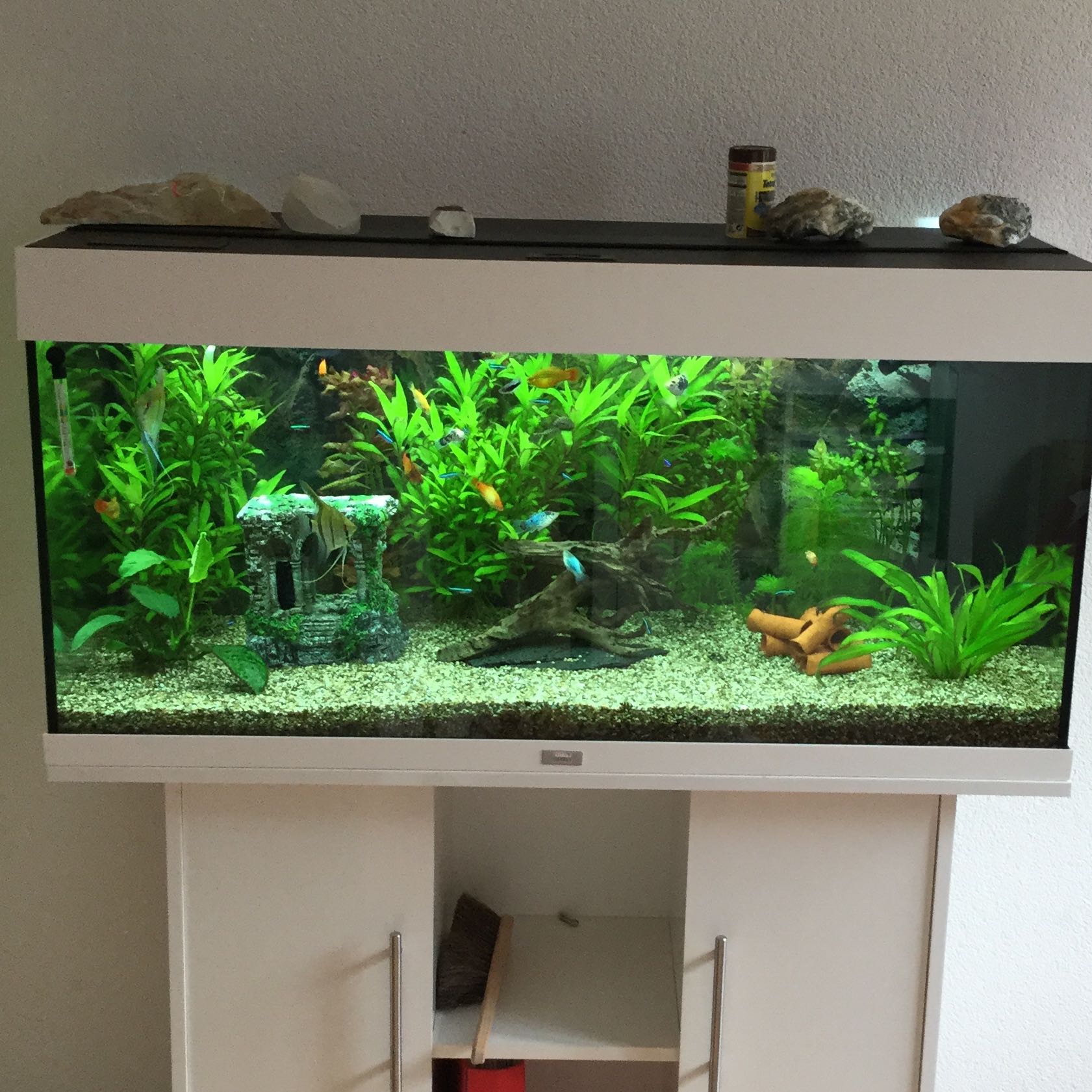 Überbesatz Aquarium? (Haustiere, Fische, Aquaristik)