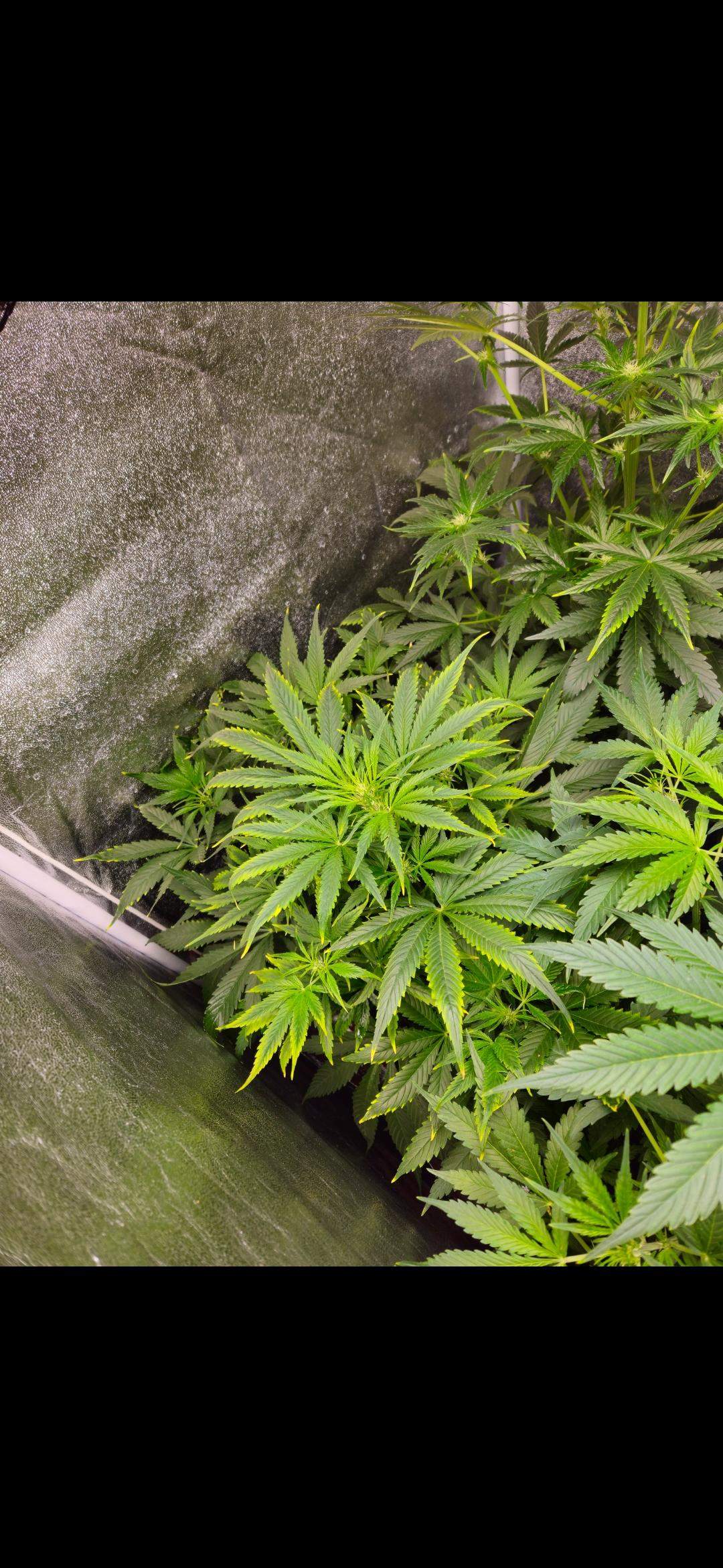 Überdüngung? (Cannabis, Erde, Pflanzenpflege)