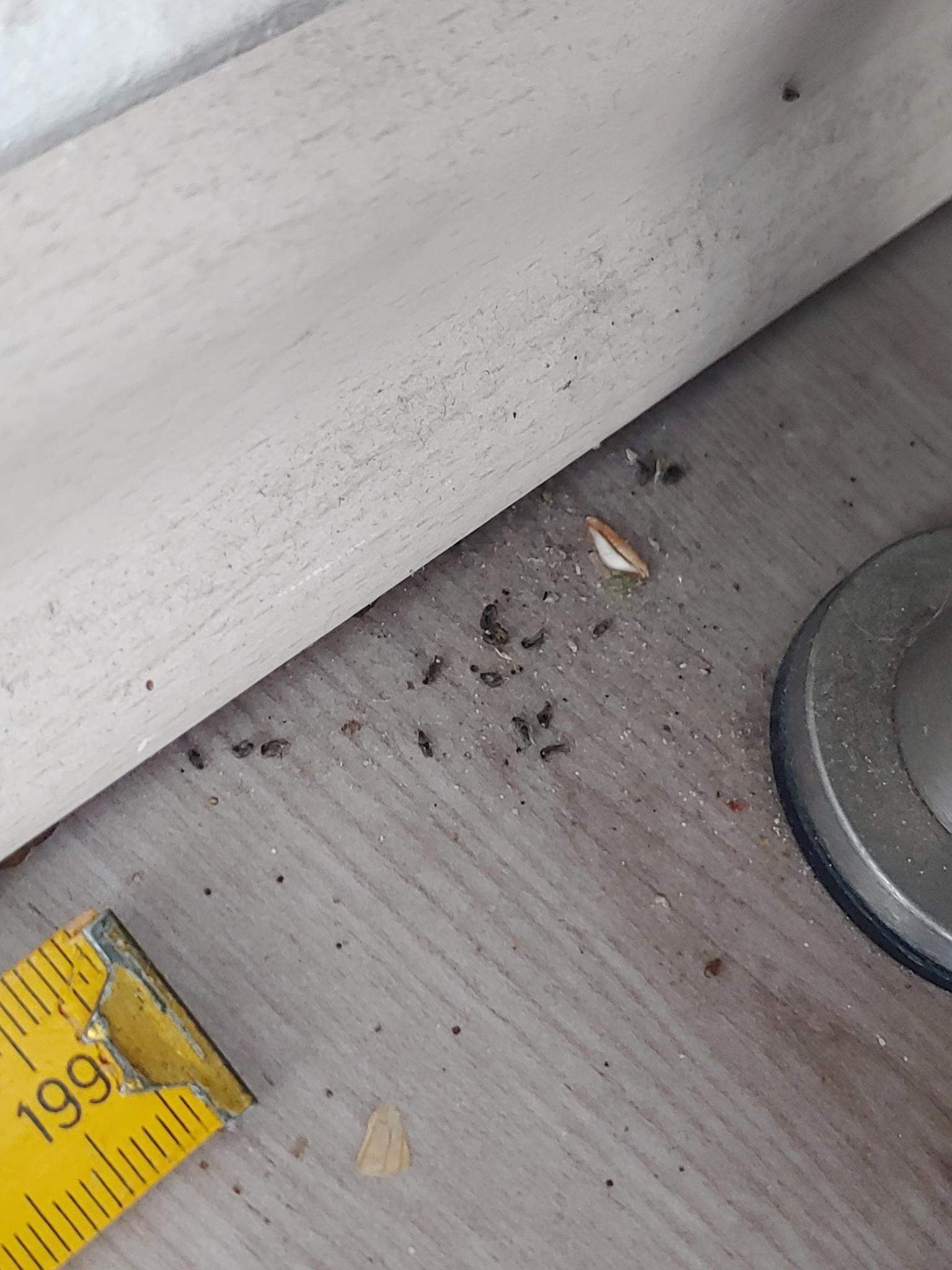 Überraschung im Urlaub Fliegenleichen oder Mäusekot? (Insekten