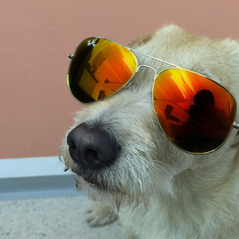 Mein Hund Marley - (Hund, Eltern, überreden)